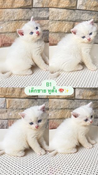 สก็อตติช โฟลด์ (Scottish Fold) น้องแมวสก็อตติชโฟด์ล