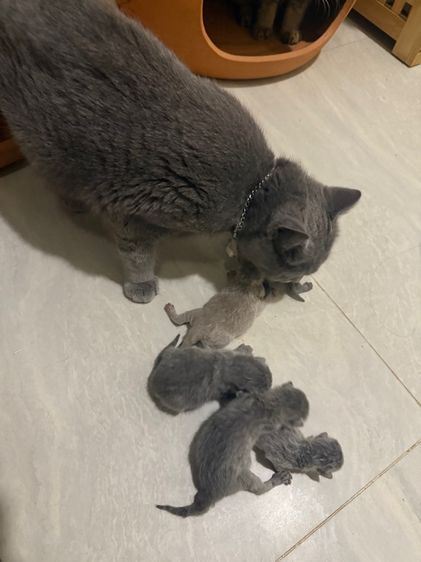 บริติช ชอร์ตแฮร์ (British Shorthair) ลูกแมว