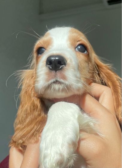 English Cocker spaniel (อิงลิชค็อกเกอร์สเปเนียล) รูปที่ 2