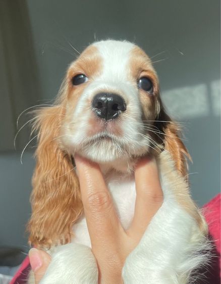 English Cocker spaniel (อิงลิชค็อกเกอร์สเปเนียล) รูปที่ 5
