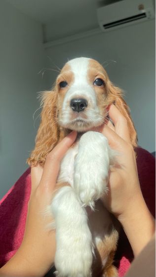 English Cocker spaniel (อิงลิชค็อกเกอร์สเปเนียล)