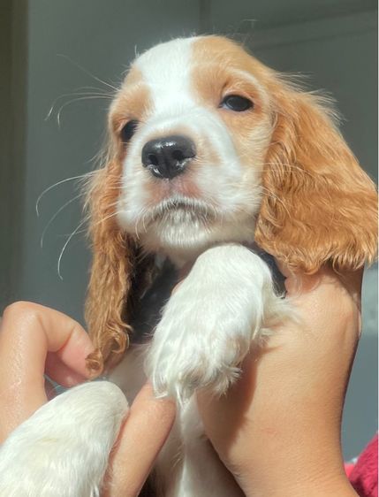 English Cocker spaniel (อิงลิชค็อกเกอร์สเปเนียล) รูปที่ 3