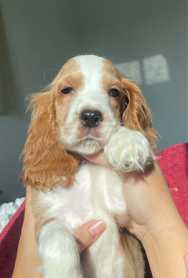 English Cocker spaniel (อิงลิชค็อกเกอร์สเปเนียล) รูปที่ 6