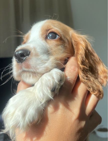 English Cocker spaniel (อิงลิชค็อกเกอร์สเปเนียล) รูปที่ 7