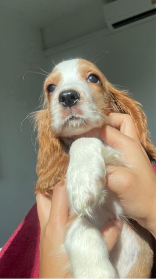 English Cocker spaniel (อิงลิชค็อกเกอร์สเปเนียล) รูปที่ 4