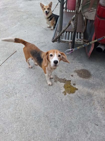 คอร์กี้ (Corgi) ใหญ่ ขายแม่พันธุ์ บีเกิ้ล