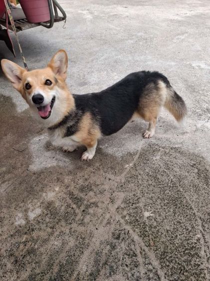 คอร์กี้ (Corgi) ใหญ่ ขายแม่พันธุ์ คอร์กี้ และ บีเกิ้ล