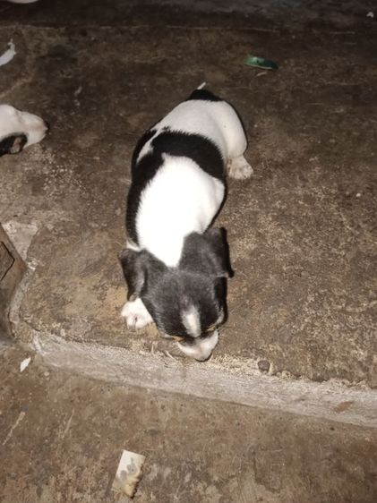 แจ็ค รัสเซลล์ (Jack Russell) เล็ก ลูกสุนัขแจ๊ครัสเซลล์เทอร์เรีย