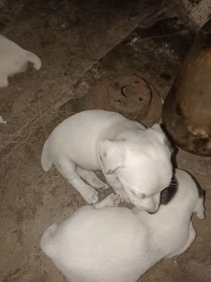 แจ็ค รัสเซลล์ (Jack Russell) เล็ก ลูกสุนัขแจ็คกับเซลล์เทอร์เรีย