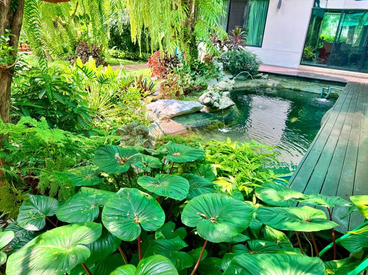 ตกแต่งครบ ขายบ้านเดี่ยวหลังใหญ่ 243 ตร.วา หมู่บ้านปัญญาอินทรา P1 พื้นที่ใช้สอย 560 ตร.ม. ทิศใต้ ฮวงจุ้ยเศรษฐี มีบ่อปลาคาร์ฟและสวนสวยหลังบ้าน รูปที่ 2