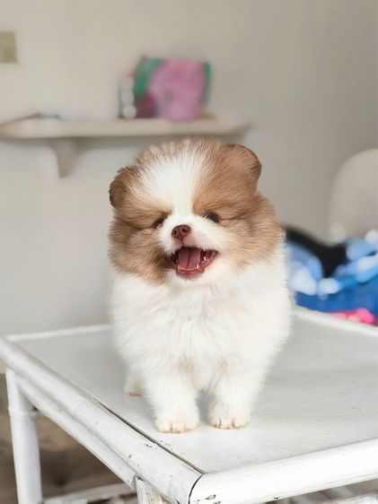 เล็ก ปอมเมอเรเนียน (Pomeranian) เปิดจอง ปอม7 ตัว เหมาได้ค่ะ  ผ่อนได้
