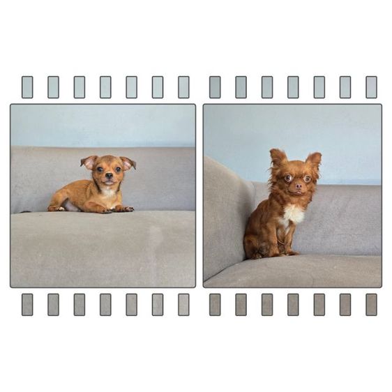ชิวาวา (Chihuahua) เล็ก ชิวาว่าขนสั้น-ขนยาว