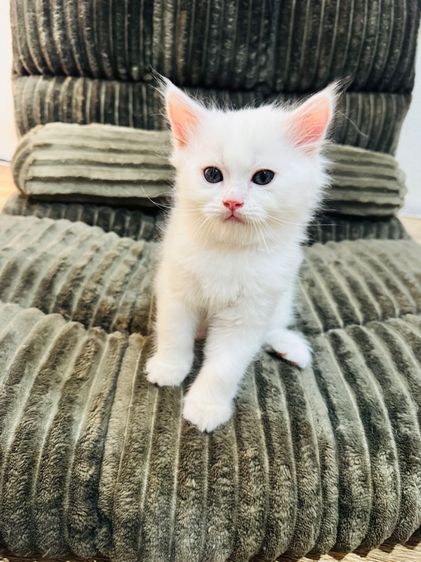 แมวเปอร์เซีย