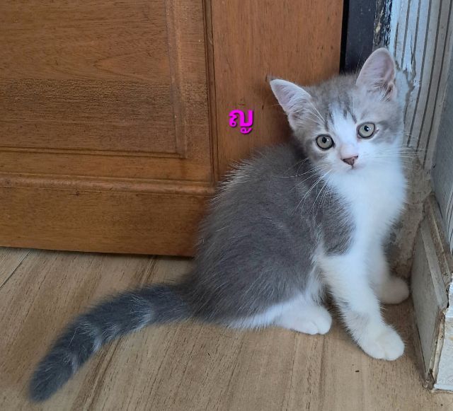 ลูกแมว scottish Fold  รูปที่ 3