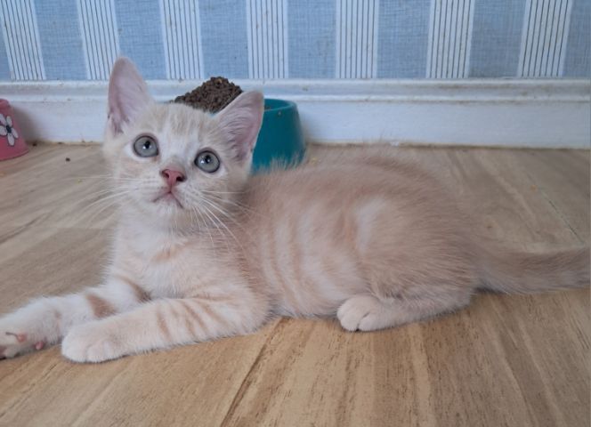 ลูกแมว scottish Fold  รูปที่ 2