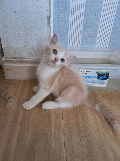 ลูกแมว scottish Fold  รูปที่ 4
