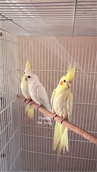 คอกคาเทล ตาสีแดงๆ