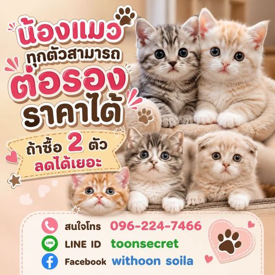 สก็อตติช โฟลด์ (Scottish Fold) สก๊อตติช บริทิช เอ็กโซติก 