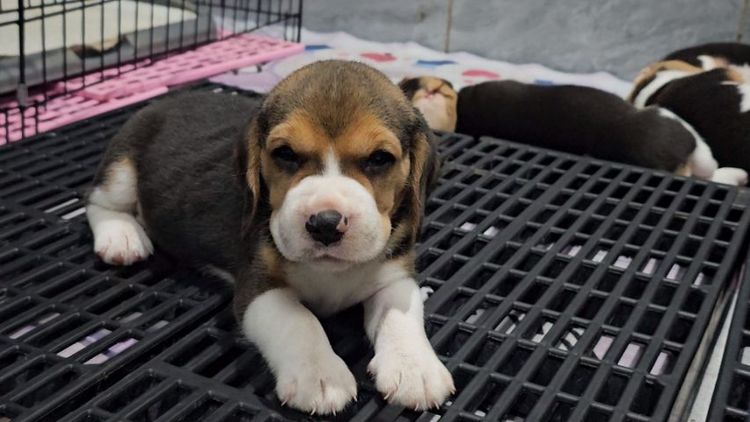 บีเกิล (Beagle) เล็ก ลูกสุนัขบีเกิ้ลเพศผู้ มีใบเพ็ด