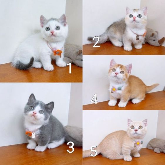 มันช์กิ้น (Munchkin) แมวขาสั้น มันช์กิ้น สวยๆ คุณภาพ