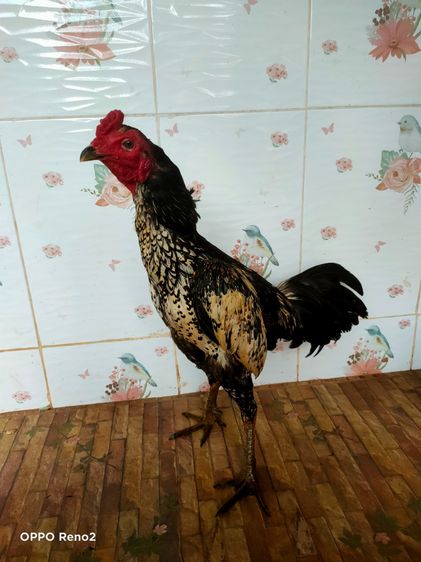ไก่ชนพม่า รูปที่ 3