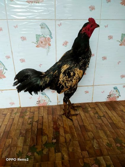 ไก่ชนพม่า รูปที่ 6