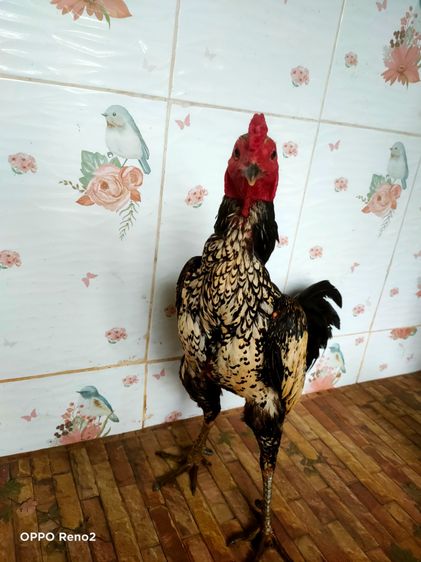 ไก่ชนพม่า รูปที่ 2