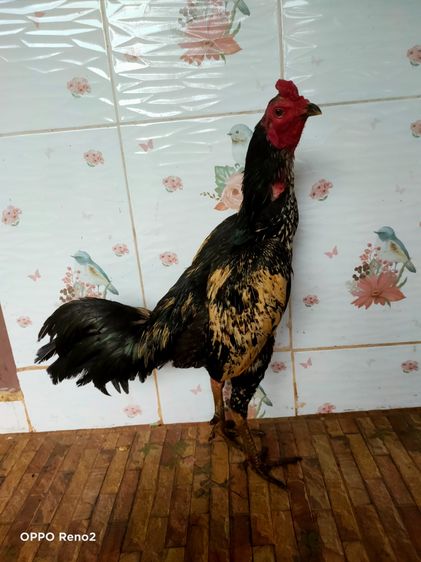 ไก่ชนพม่า รูปที่ 4