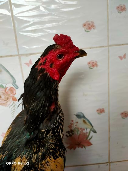 ไก่ชนพม่า รูปที่ 5