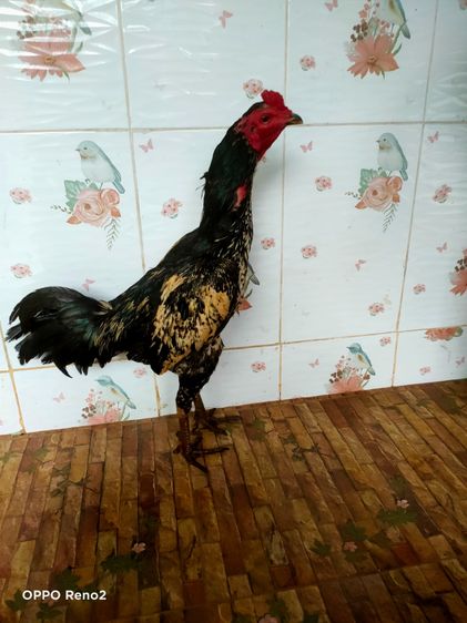 ไก่ชนพม่า รูปที่ 8