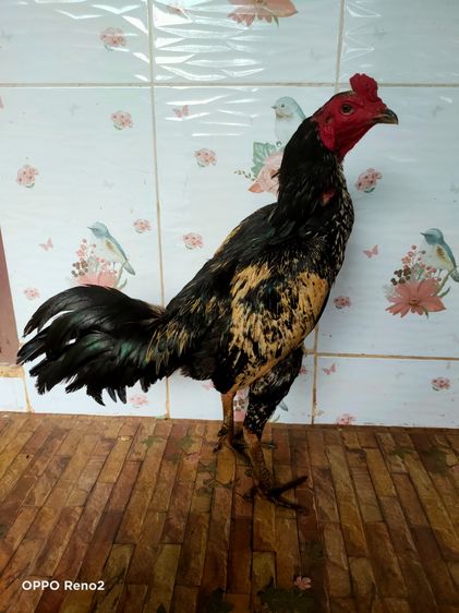 ไก่ชนพม่า