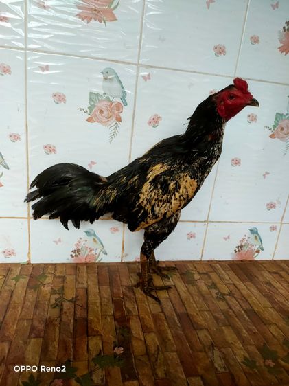 ไก่ชนพม่า รูปที่ 7
