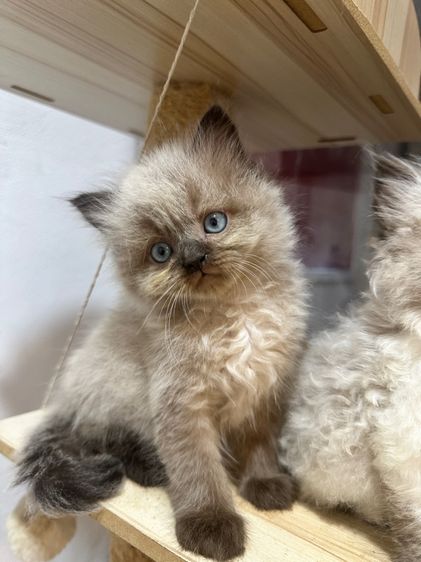 เปอร์เซีย (Persian) ลูกแมวเปอร์เซีย