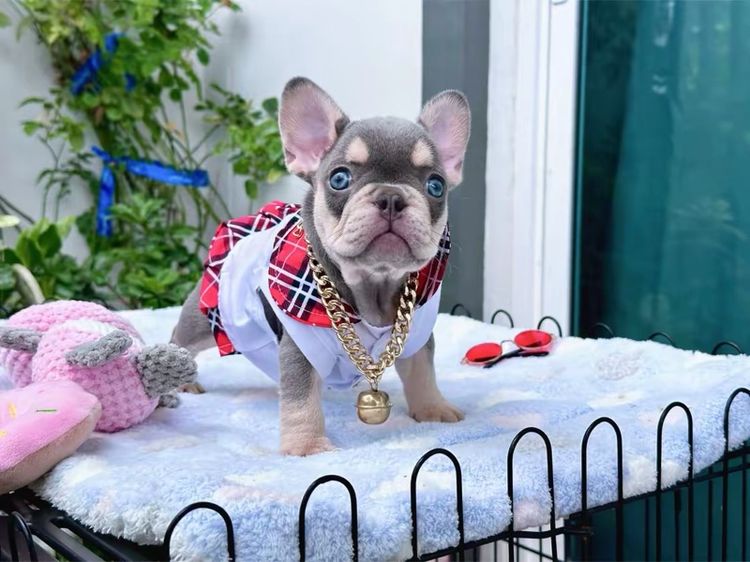 เฟรนช์ บูลด็อก (French Bulldog) เล็ก เฟรนบลูด็อก หญิง ไลแลคแครี่ครีม 🩶 ส่งฟรี