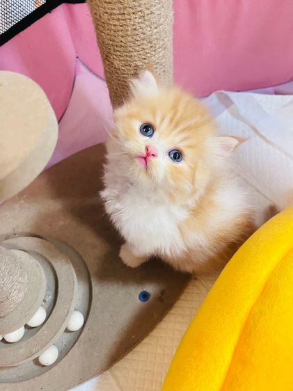 แมวเปอร์เซียสามสี