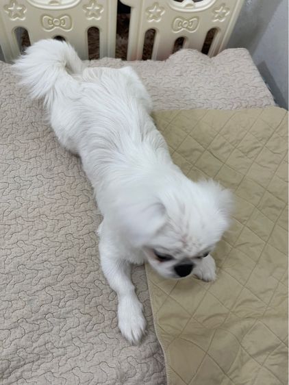 น้องหมาปักกิ่ง(pekingese) เพศเมีย รูปที่ 6