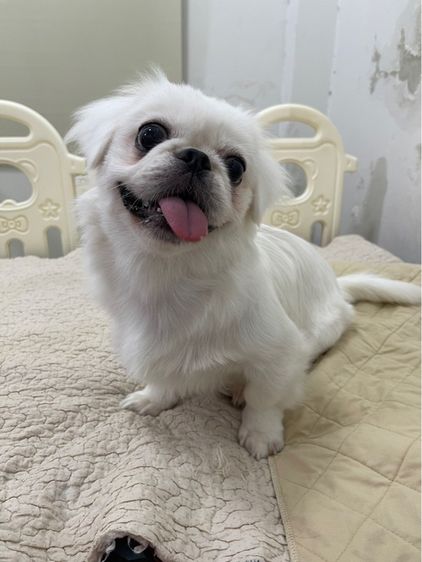 น้องหมาปักกิ่ง(pekingese) เพศเมีย