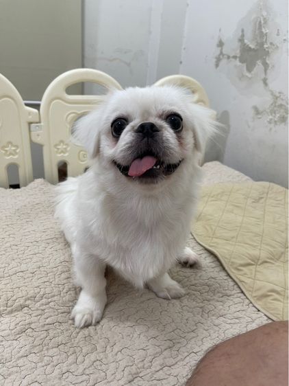 น้องหมาปักกิ่ง(pekingese) เพศเมีย รูปที่ 2