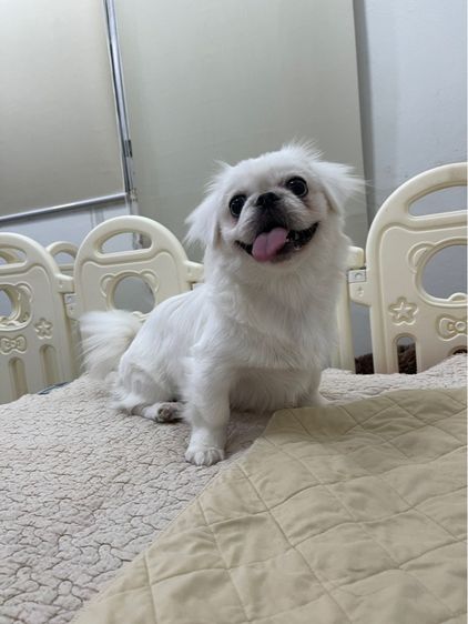 น้องหมาปักกิ่ง(pekingese) เพศเมีย รูปที่ 5
