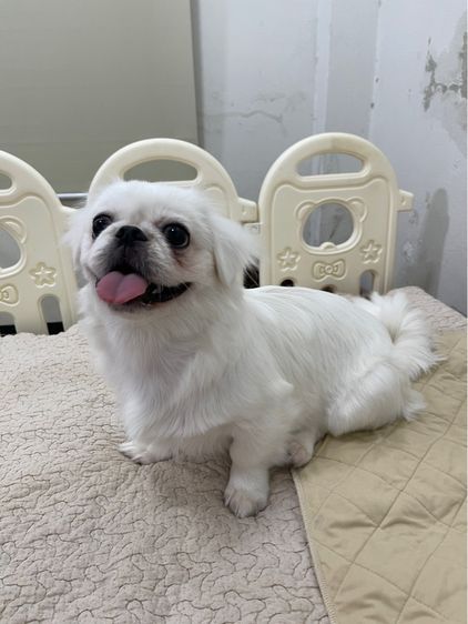 น้องหมาปักกิ่ง(pekingese) เพศเมีย รูปที่ 3