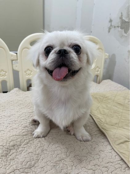 น้องหมาปักกิ่ง(pekingese) เพศเมีย รูปที่ 4