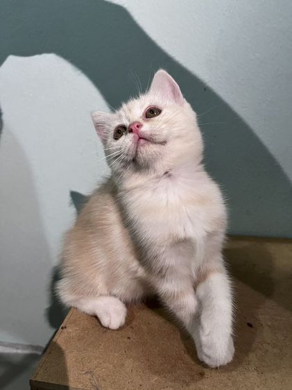 สก็อตติช โฟลด์ (Scottish Fold) สก็อตติช