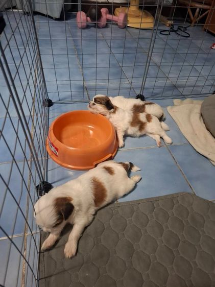 ชิสุ (Shih Tzu) เล็ก ชิสุแท้
