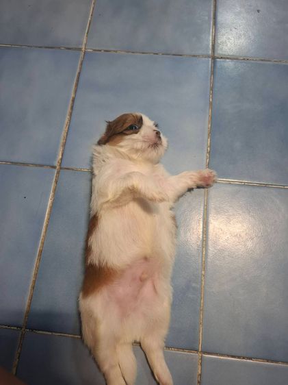 ชิสุแท้ รูปที่ 2