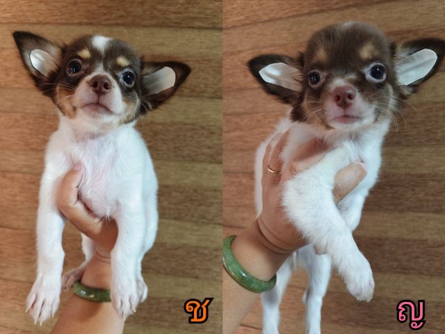 ชิวาวา (Chihuahua) กลาง ชิวาว่าแท้