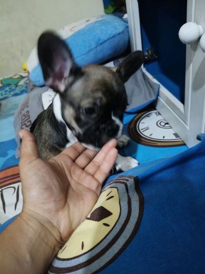 เด็กชายเฟรนบลูด็อก   รูปที่ 5