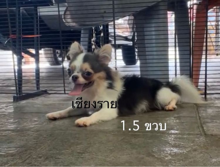 ชิวาวาแท้  รูปที่ 5