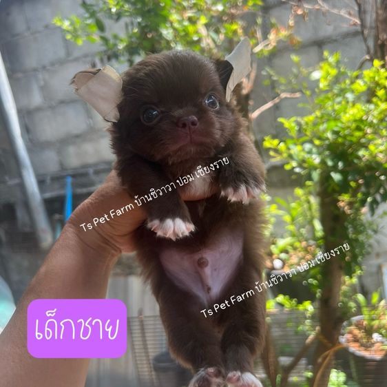 ชิวาวาแท้  รูปที่ 3