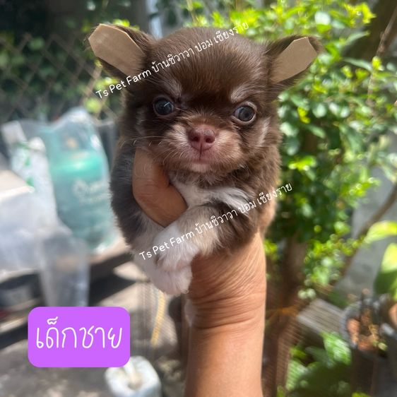 ชิวาวา (Chihuahua) เล็ก ชิวาวาแท้ 