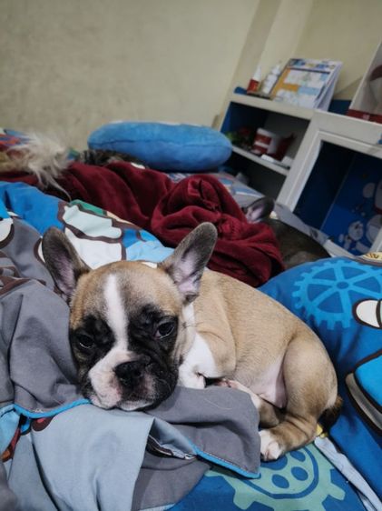 เฟรนช์ บูลด็อก (French Bulldog) กลาง เฟรนบลูด็อกเพศหญิง